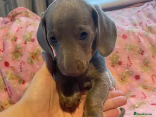 Dachshund dogs Dachshund puppies - Advert 14