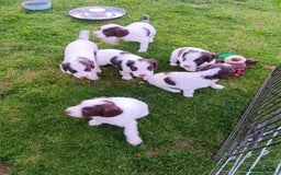 English Springer Spaniel dogs for sale: springer spaniel puppies - Image 5