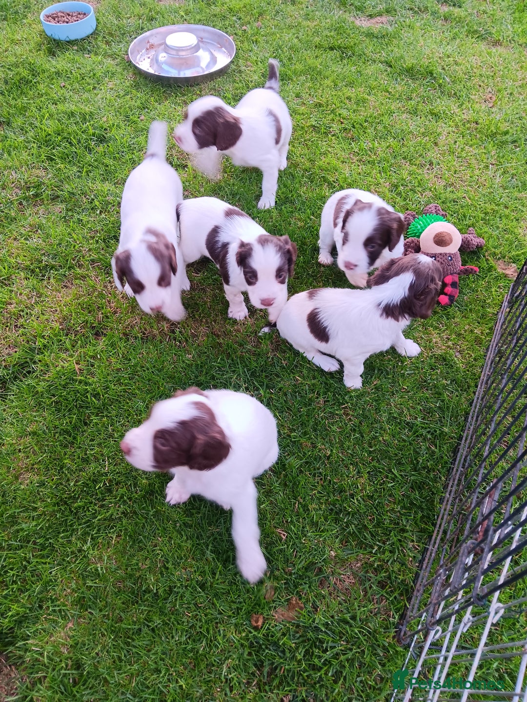 English Springer Spaniel dogs for sale: springer spaniel puppies - Image 5