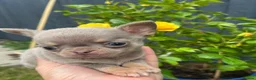 Chihuahua dogs for sale: BEAUTIFUL LILAC AND TAN BOY - Advert 9