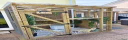 Maine Coon cats for sale: Stunning chunky Mainecoons  in Teignmouth - Advert 36