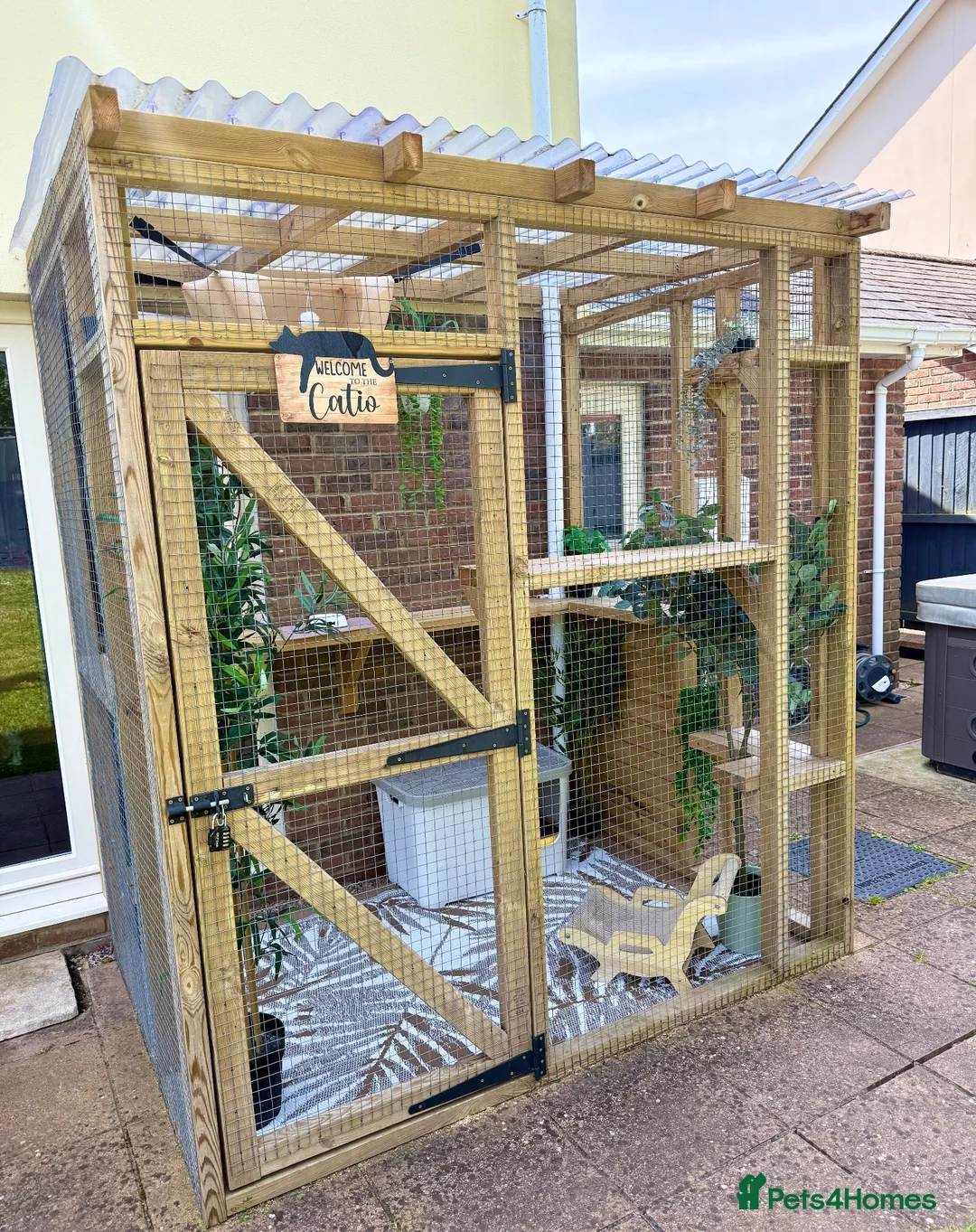 Maine Coon cats for sale: Stunning chunky Mainecoons  in Teignmouth - Advert 36