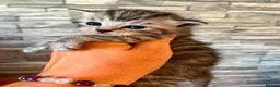 Maine Coon cats for sale: Maine coon x  in Chippenham - Advert 2