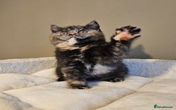 British Shorthair cats for sale: Gorgeous Tortie ✨ Rabies Vax ✅🌎✈️ - Image 3