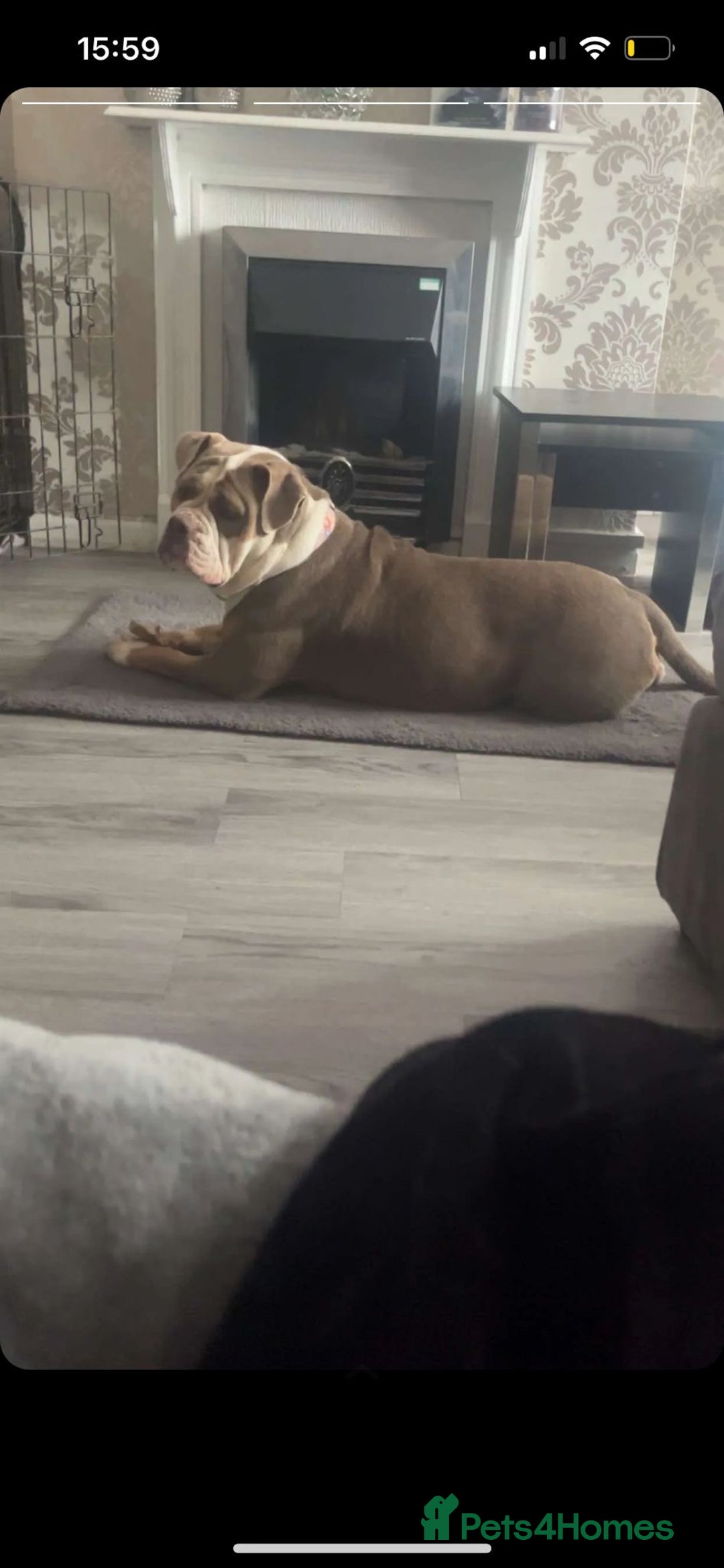Mixed Breed dogs for sale: 9 Old tyme Bulldogs x American bull Staffordshire  - Advert 2
