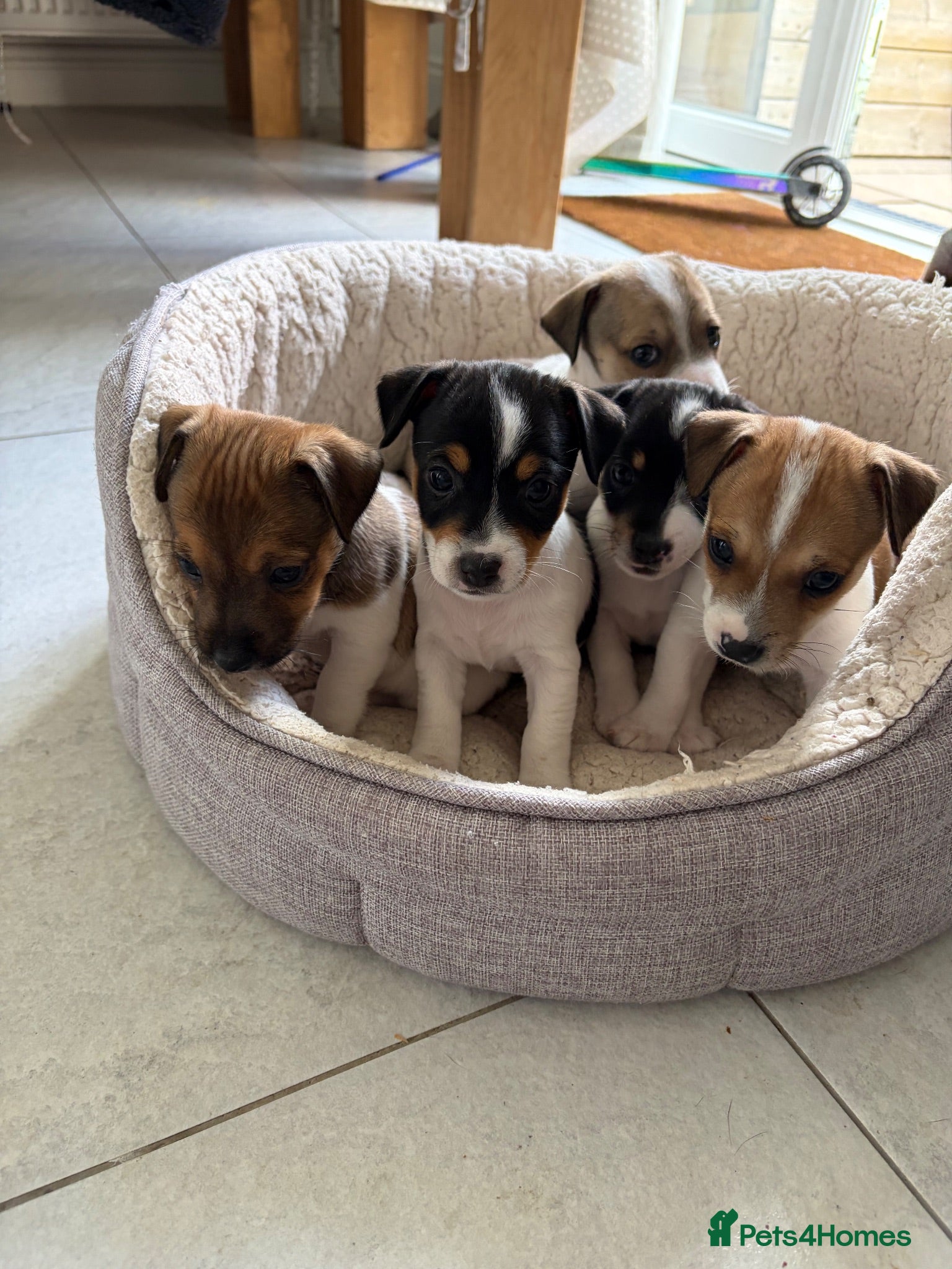 Jack Russell dogs Jack Russell Boys  - Advert 4