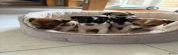 Jack Russell dogs for sale: Jack Russell Boys  in York - Advert 1