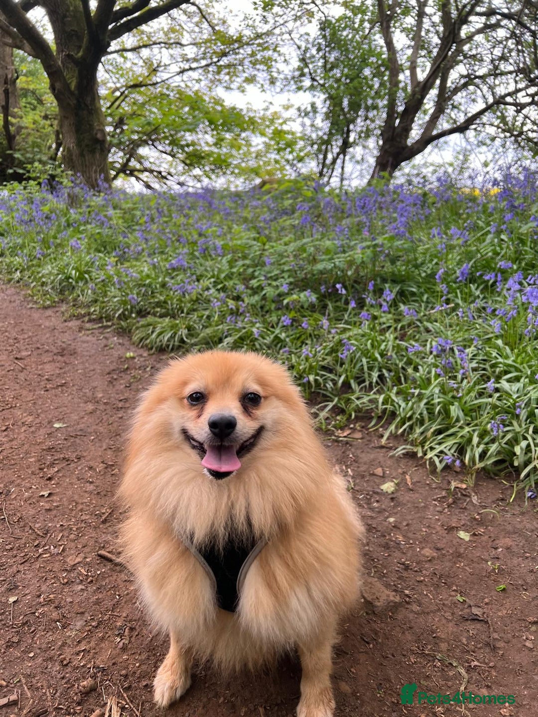 Pomeranian dogs for sale: Pomerain male dog for sale - Image 4
