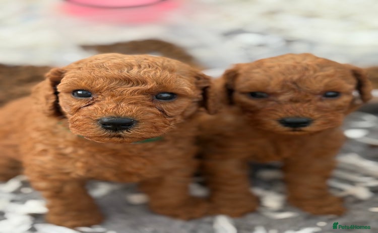 Cavapoo dogs - Advert 1