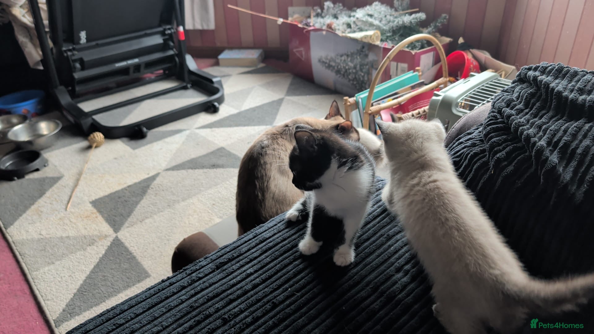 Mixed Breed cats for sale: Siamese Cross Ragdoll kittens plus black/white - Advert 17