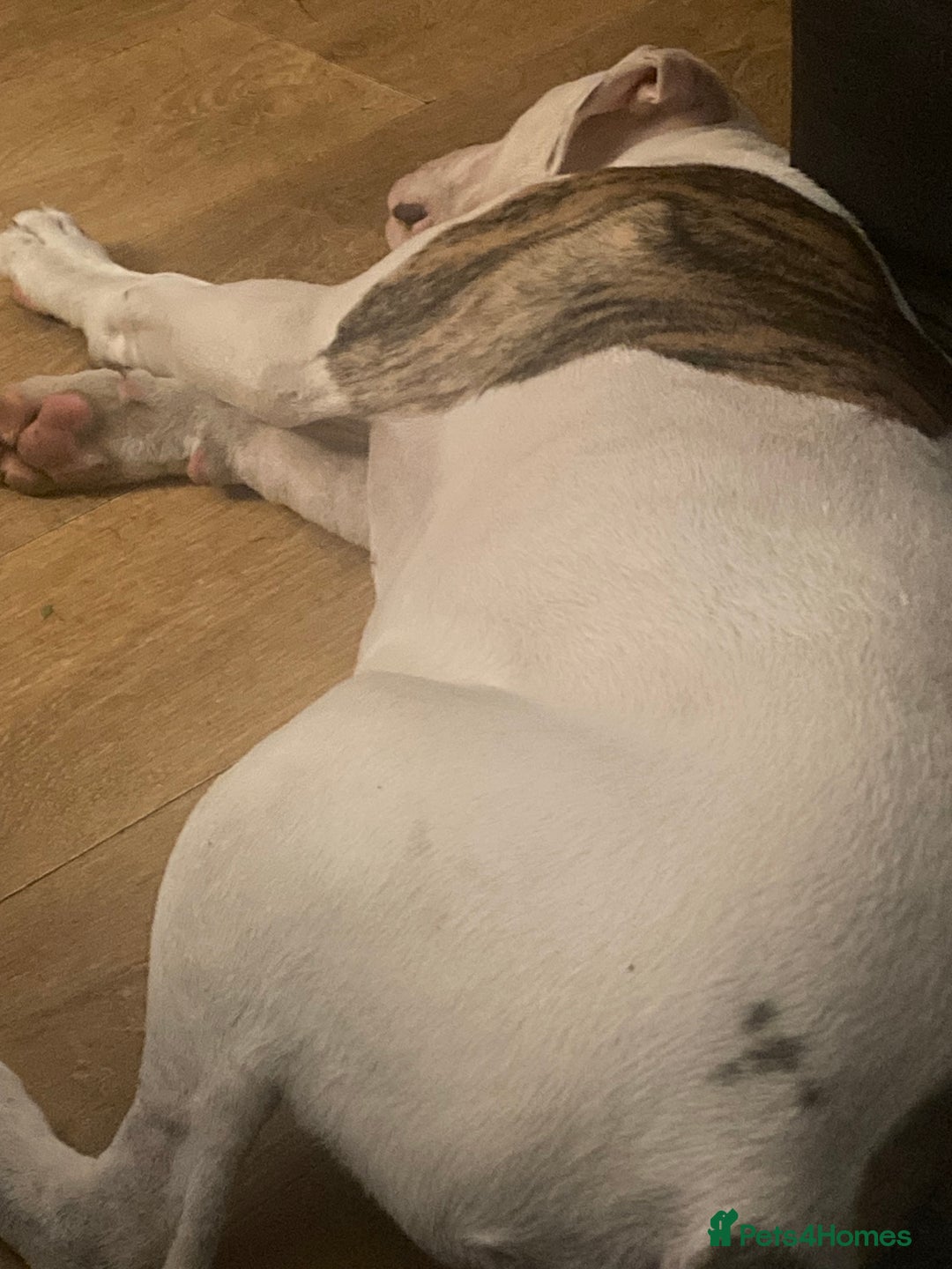 American Bulldog dogs for sale: American bulldog puppies  - Advert 6