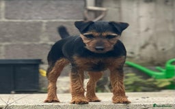 Mixed Breed dogs for sale: Patterdale/ fell terriers/ lakeland  - Image 21