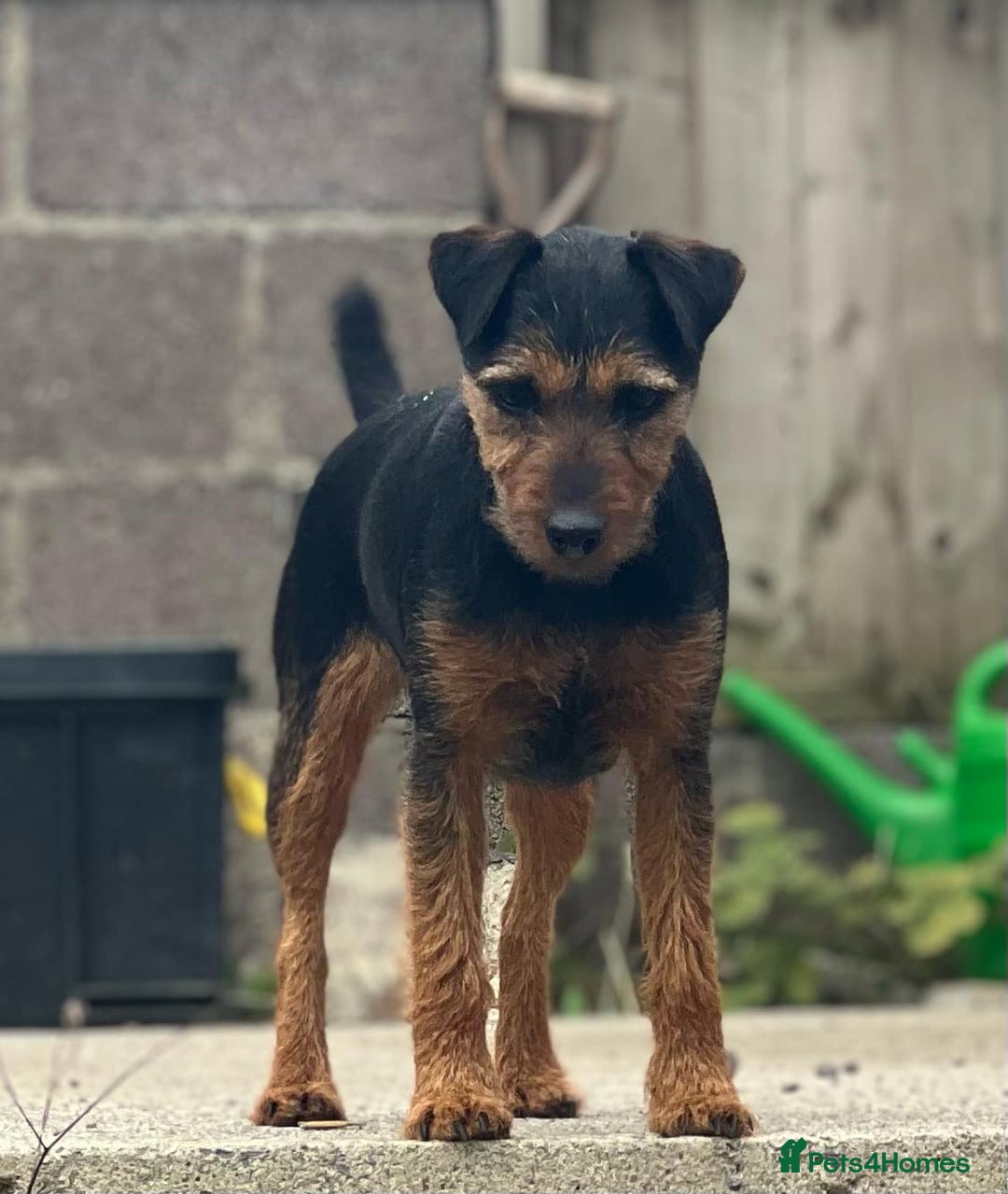 Mixed Breed dogs for sale: Patterdale/ fell terriers/ lakeland  - Image 21