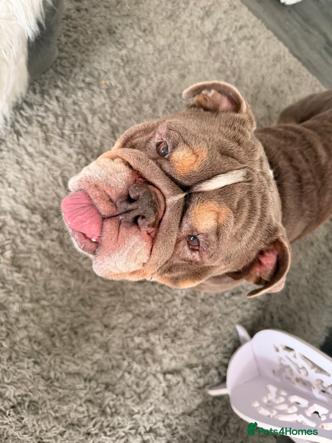 Mixed Breed dogs for sale: Loco  - Advert 6