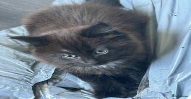 Mixed Breed cats - Advert 14