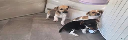 Jack Russell dogs for sale: Jack Russell pups in Leighton Buzzard - Advert 2