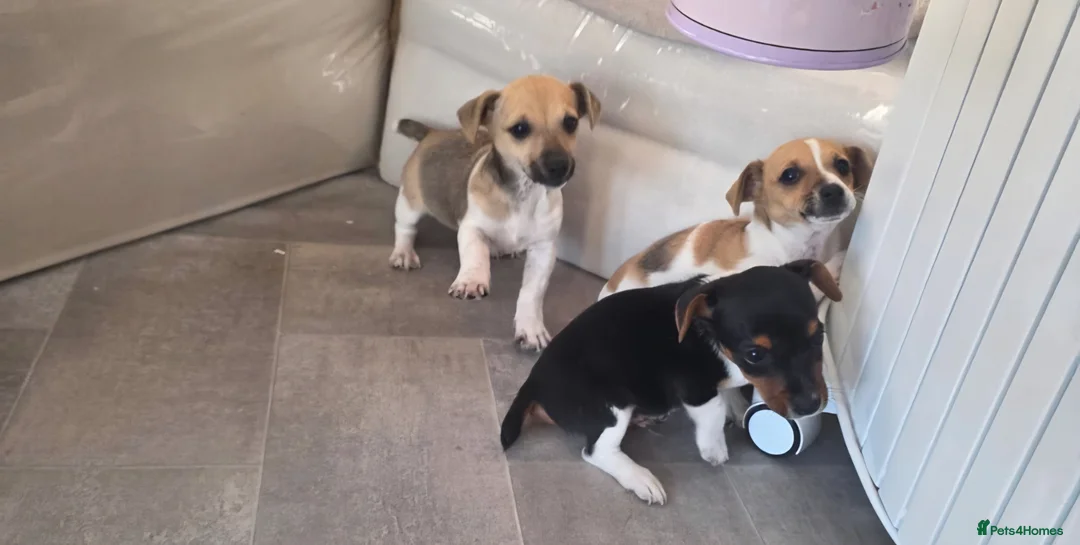 Jack Russell dogs for sale: Jack Russell pups in Leighton Buzzard - Advert 2