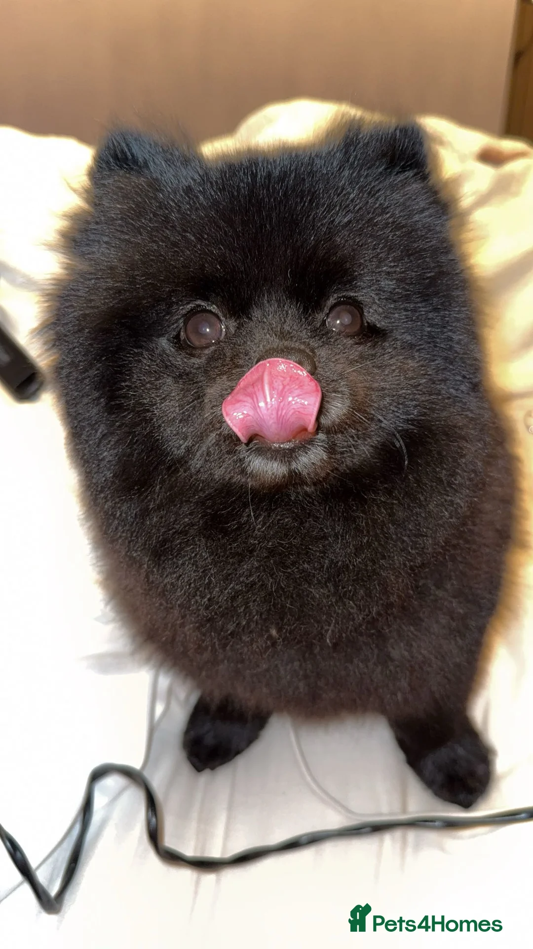 Pomeranian dogs for stud: Extra small beautiful Pomeranian  - Advert 10