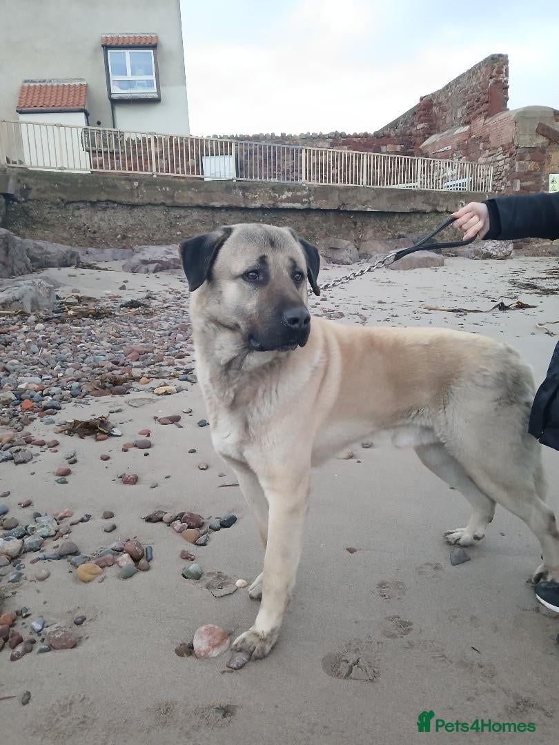 Turkish Kangal dogs MALE TURKISH KANGAL FOR SALE - Advert 3