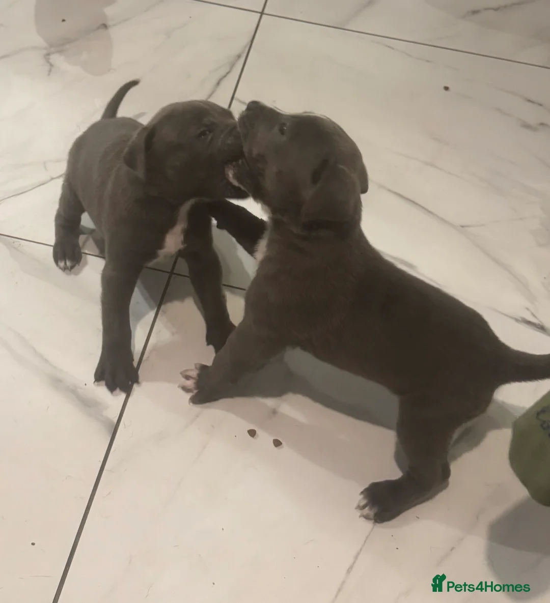 Cane Corso dogs for sale: Outstanding cane corso pups 🐶  - Advert 17