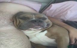 American Bully dogs for sale: Jagger  - Image 3