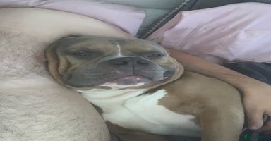 American Bully dogs - Advert 15