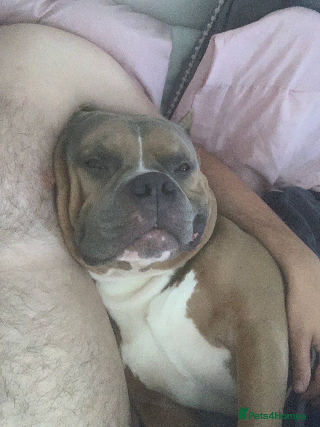 American Bully dogs for sale: Jagger  - Image 3