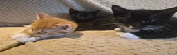 Mixed Breed cats for sale: 5 mixed breed kittens available - Advert 13