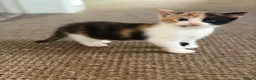 Mixed Breed cats for sale: Kittens Looking for Their Forever Homes!  - Advert 15