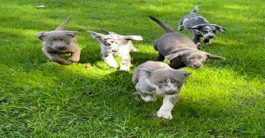 Labrador Retriever dogs - Advert 2