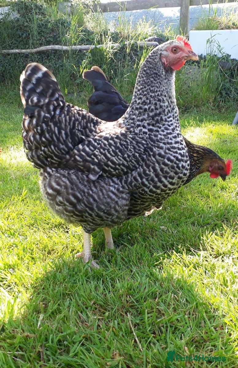 Chickens poultry Free! 5 hens for rehoming - Advert 1