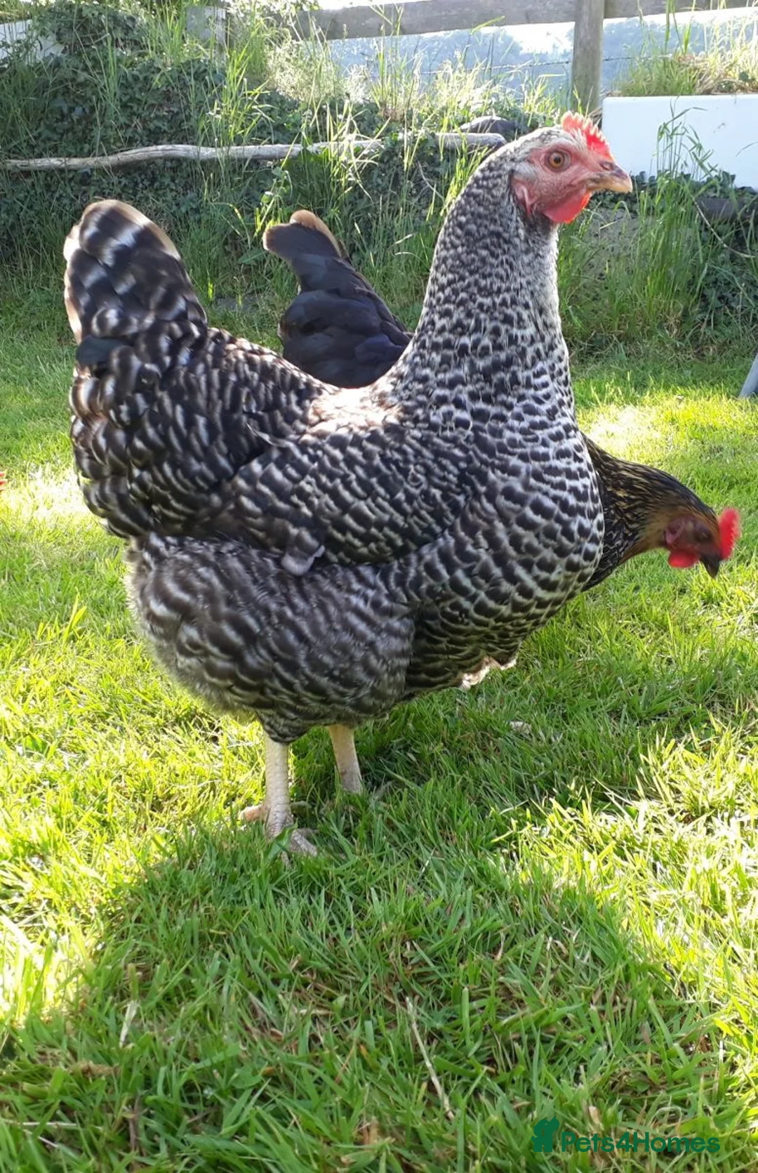 Chickens poultry for sale: Free! 5 hens for rehoming - Advert 1