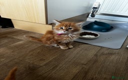 Maine Coon cats for sale: Cross Maine coon for sale  - Image 13