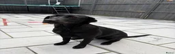 Labrador Retriever dogs for sale: Black Lab Female (7 months) - Advert 6