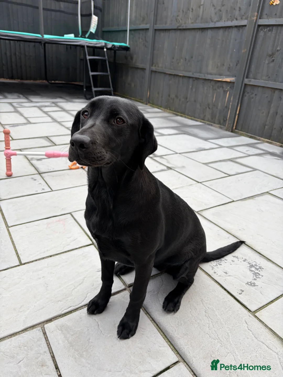 Labrador Retriever dogs for sale: Black Lab Female (7 months) - Advert 6