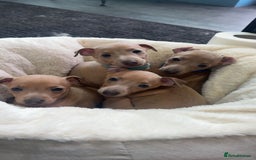 Italian Greyhound dogs for sale: Italian Greyhound Puppies  - Image 9