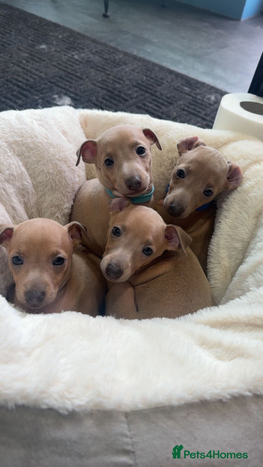 Italian Greyhound dogs for sale: Italian Greyhound Puppies  - Image 9