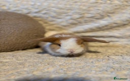 Mini Lop rabbits for sale: Mini lop babies 🫶🏻 ready to reserve ✨ - Image 11