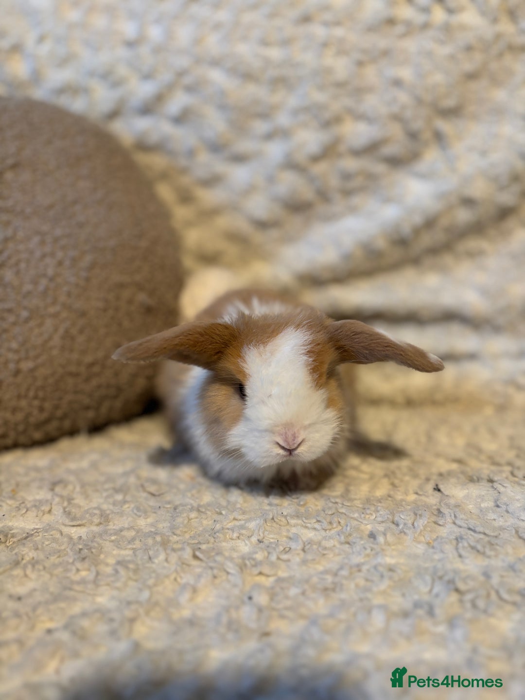 Mini Lop rabbits for sale: Mini lop babies 🫶🏻 ready to reserve ✨ - Image 11