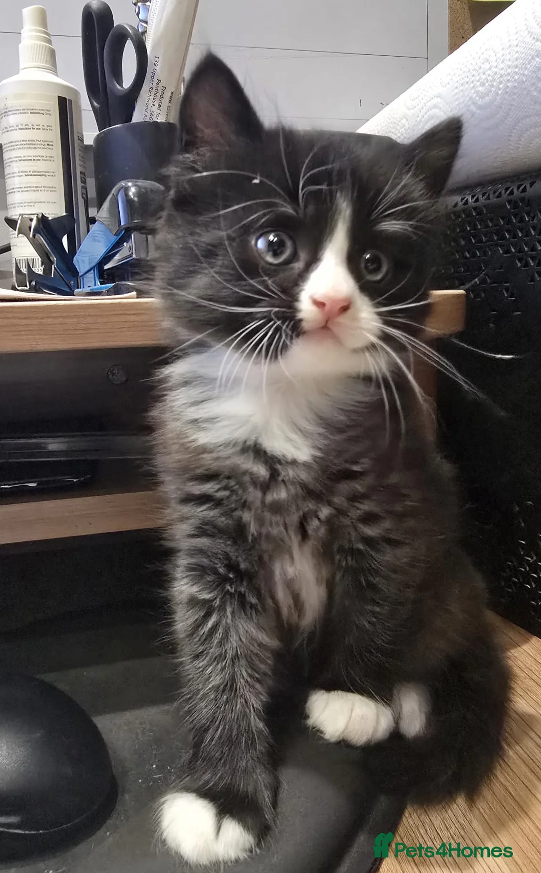 Mixed Breed cats for sale: Raised With Love – Gorgeous Kittens - Advert 7