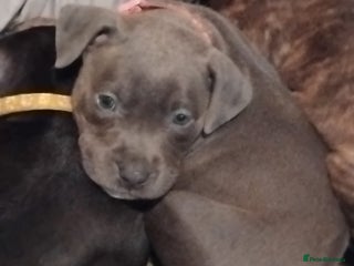 Staffordshire Bull Terrier dogs Staffy puppies all carry blue - Advert 14