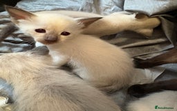 Siamese cats for sale: Traditional Siameses Only 2 available to reserve - Image 2