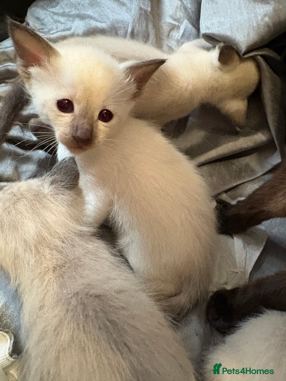 Siamese cats for sale: Traditional Siameses Only 2 available to reserve - Image 2