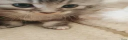 Mixed Breed cats for sale: 2 Cheeky Little Kittens - Advert 15