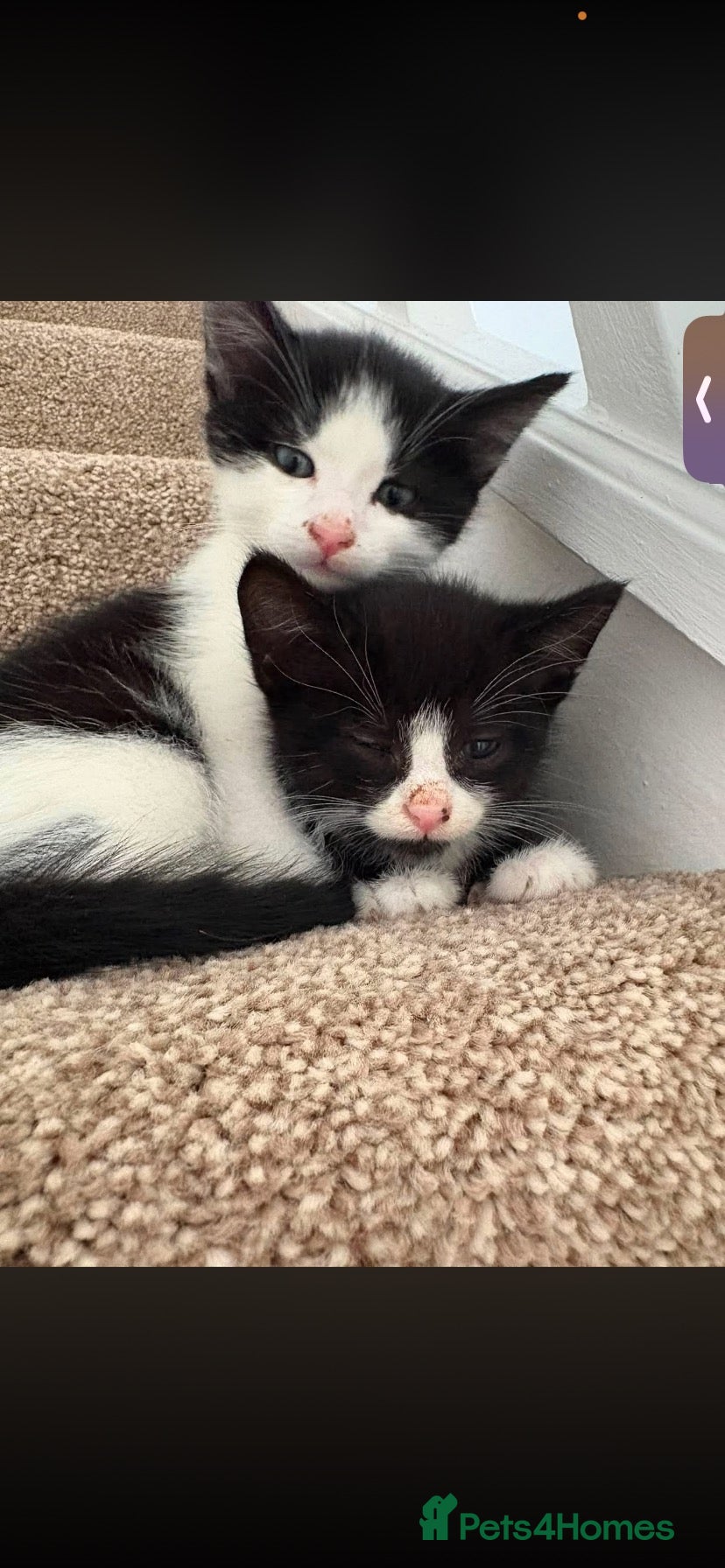 American Shorthair cats two beautiful male kittens - Advert 3