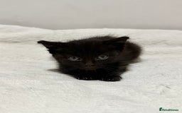 Mixed Breed cats for sale: Kittens for Sale !! - Image 5