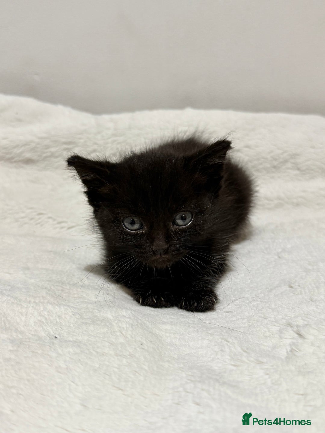 Mixed Breed cats for sale: Kittens for Sale !! - Image 5