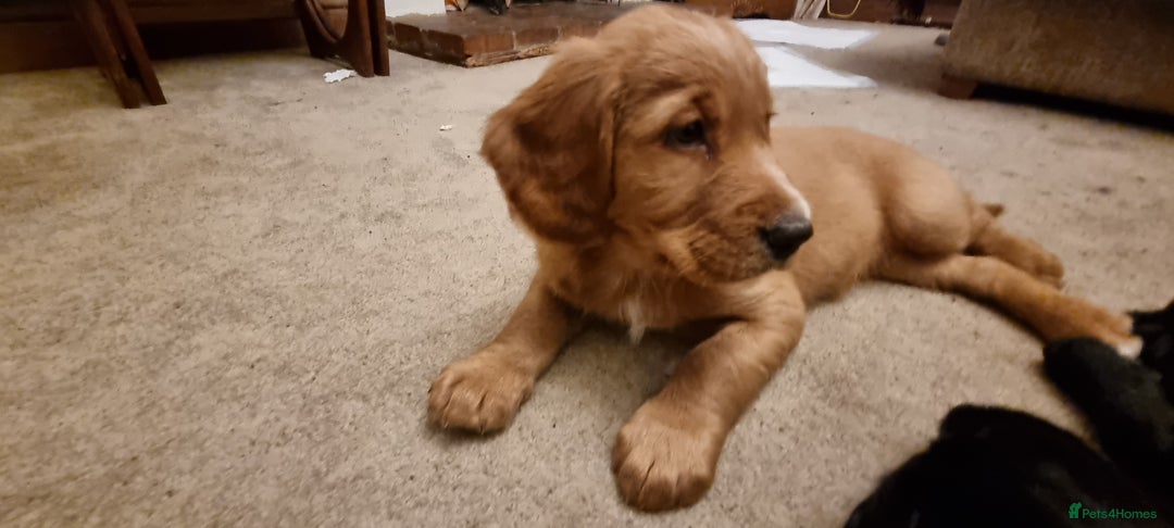 Mixed Breed dogs for sale: Ready for our forever homes - Advert 4