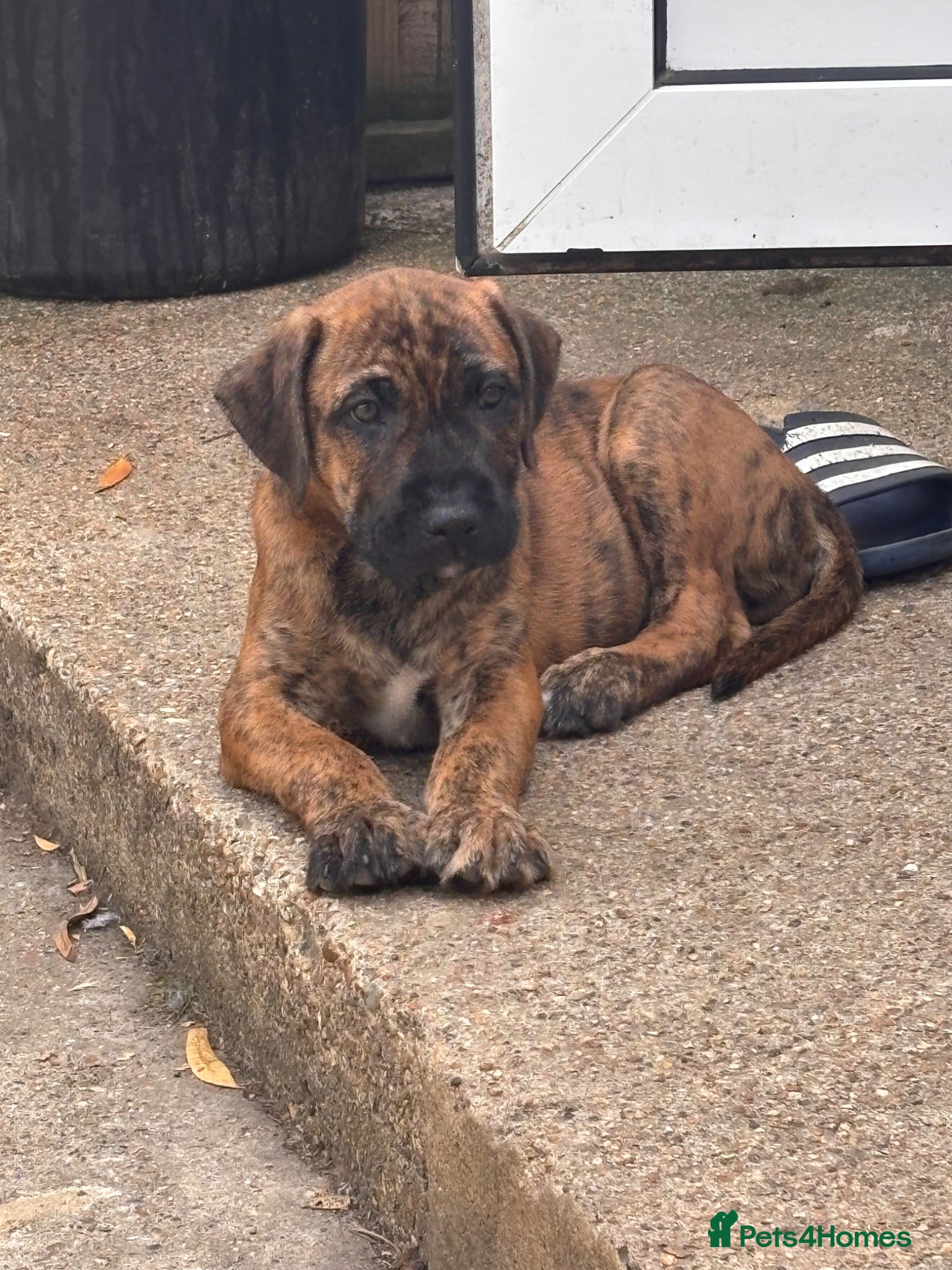 Mixed Breed dogs Presa Canario x - Advert 1