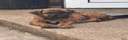 Mixed Breed dogs for sale: Presa Canario x - Advert 1